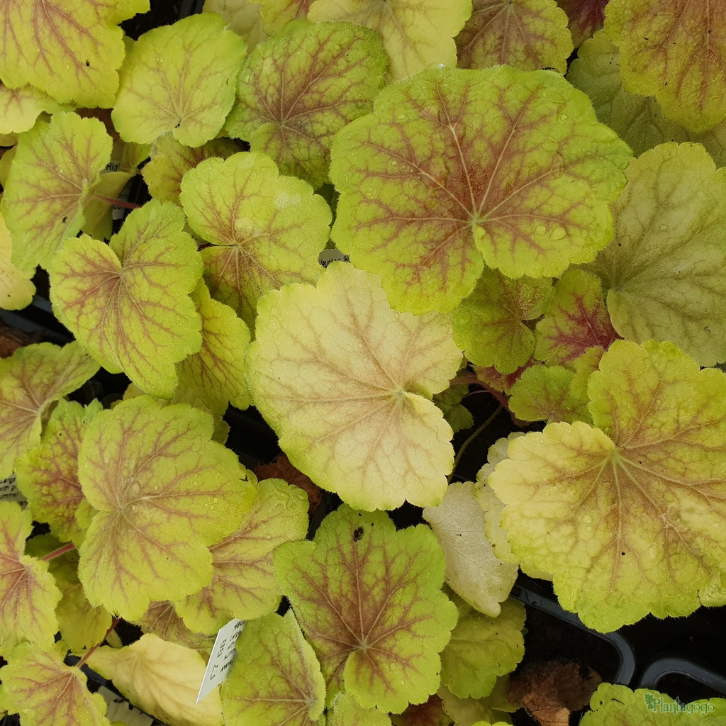 Heuchera 'High Hopes' from the Chelsea Gold Medal winning nursery